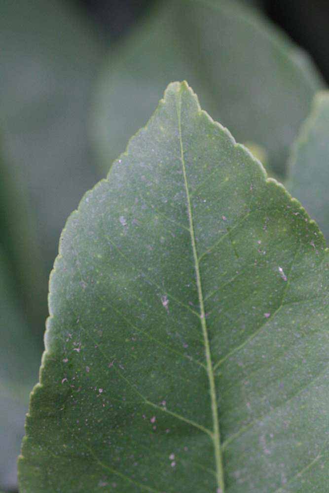                 Margin (Doctor Strong, Riverside,   CA)       